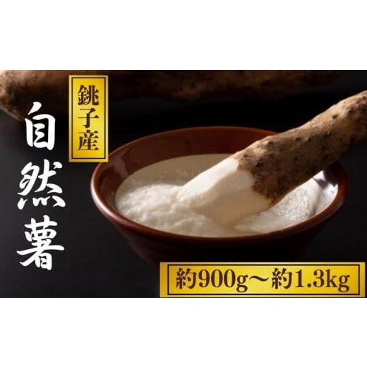 ふるさと納税 人参・大根・他根菜 千葉県 銚子市 自然薯 約900g~1.3kg 山芋 とろろ じね...