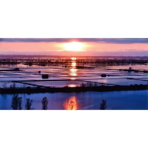 ふるさと納税 無洗米 秋田県 大潟村 毎月定期...の詳細画像5