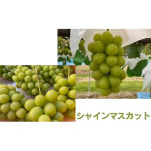 ふるさと納税 ぶどう 長野県 伊那市 ぶどう ...の詳細画像3