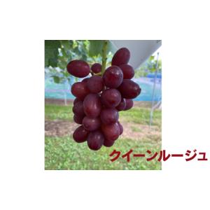 ふるさと納税 ぶどう 長野県 伊那市 ぶどう ...の詳細画像4