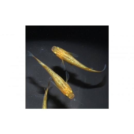 ふるさと納税 生き物 神奈川県 横浜市 メダカ(レクリス)　1ペア メダカ屋えん 横浜市