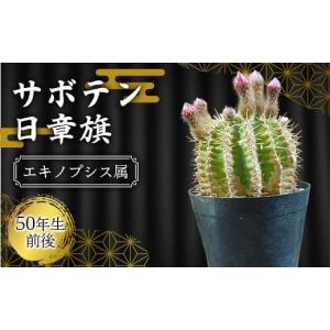ふるさと納税 花・苗木 青森県 平内町 サボテン 日章旗 エキノプシス属 白峯園 観葉植物 盆栽 観葉 植物 人気 オススメ 玄関 リビング キッチン かわいい リラ…