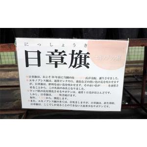 ふるさと納税 花・苗木 青森県 平内町 サボテ...の詳細画像5
