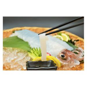ふるさと納税 旬の鮮魚等 長崎県 平戸市 魚 ...の詳細画像5