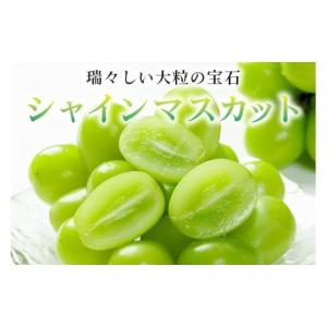 ふるさと納税 ぶどう マスカット 茨城県 石岡...の詳細画像2