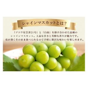 ふるさと納税 ぶどう マスカット 茨城県 石岡...の詳細画像4