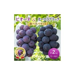 ふるさと納税 果物類 ぶどう 岡山県 高梁市 ぶどう ピオーネ オーロラブラック 約2kg 3〜4房 食べ比べ セット 高梁市産 2026年 先行予約 葡萄 ブドウ うめづぶ…