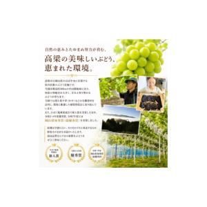 ふるさと納税 果物類 ぶどう 岡山県 高梁市 ...の詳細画像2