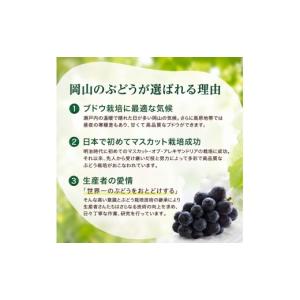 ふるさと納税 果物類 ぶどう 岡山県 高梁市 ...の詳細画像3