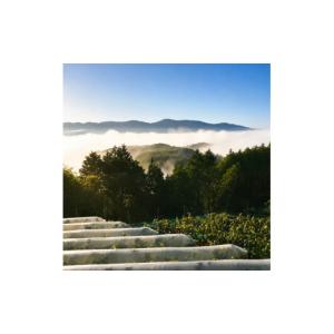 ふるさと納税 果物類 ぶどう 岡山県 高梁市 ...の詳細画像5