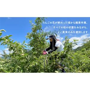 ふるさと納税 りんご 岩手県 盛岡市 先行予約...の詳細画像5