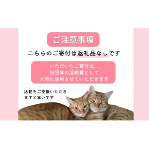 ふるさと納税 感謝状等 福岡県 小郡市 保護猫...の詳細画像2
