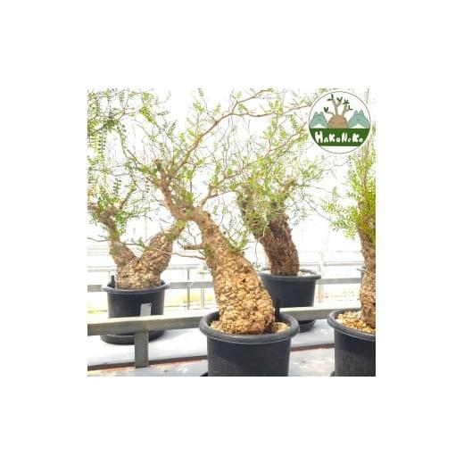 ふるさと納税 雑貨・日用品 苗木 千葉県 袖ケ浦市 オペルクリカリア・パキプス「塊根植物の王様」(発...