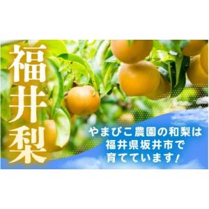 ふるさと納税 梨 福井県 坂井市 先行予約 和...の詳細画像2