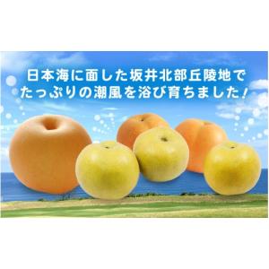 ふるさと納税 梨 福井県 坂井市 先行予約 和...の詳細画像3