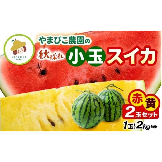 ふるさと納税 スイカ 福井県 坂井市  先行予約 やまびこ農園の秋の赤と黄の小玉スイカ 食べ比べセッ...