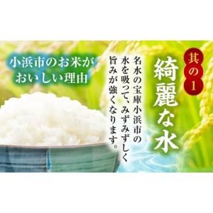 ふるさと納税 米 福井県 小浜市 12回定期便...の詳細画像4