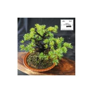 ふるさと納税 花・苗木 盆栽 愛媛県 四国中央市 赤石の泉 赤石五葉松（鉢植え） D-9
