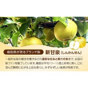 ふるさと納税 梨 鳥取県 北栄町 数量限定 2...の詳細画像2