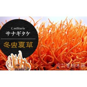 ふるさと納税 加工品等 熊本県 合志市 冬虫夏...の詳細画像3