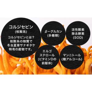 ふるさと納税 加工品等 熊本県 合志市 冬虫夏...の詳細画像4