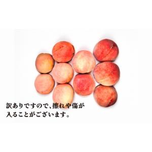 ふるさと納税 もも 山形県 尾花沢市 先行予約...の詳細画像2