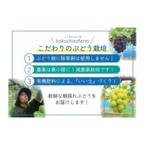 ふるさと納税 ぶどう マスカット 岡山県 真庭...の詳細画像2