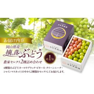 ふるさと納税 果物類 ぶどう 岡山県 里庄町 ...の詳細画像2