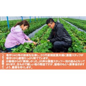 ふるさと納税 いちご 福岡県 朝倉市 いちご ...の詳細画像5