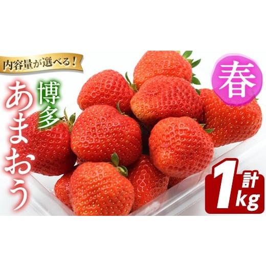 ふるさと納税 いちご 福岡県 芦屋町  先行予約受付中 2026年2月上旬以降順次発送予定 博多 あ...