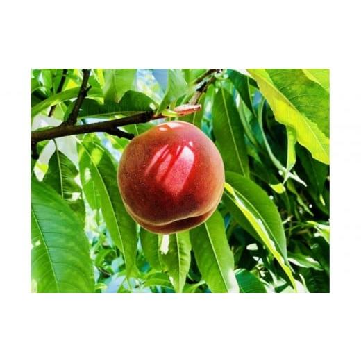 ふるさと納税 もも 山形県 中山町  2026年発送 ＼ 硬めの桃 ／ 秋の収穫白桃　約2kg（4〜...