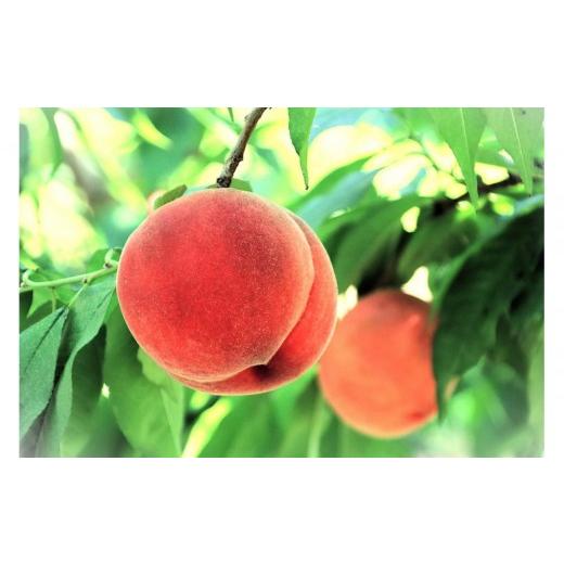 ふるさと納税 もも 山形県 中山町  2026年発送 ＼ 硬めの桃 ／ 秋収穫白桃　約３kg