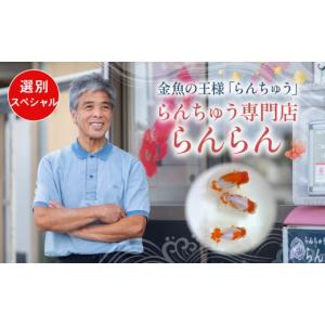 ふるさと納税 生き物 埼玉県 羽生市 選別(スペシャル) らんちゅう 飼育歴40年 ベテラン店主 日本らんちゅう協会 らんちゅう専門店 らんらん 蘭鋳 金魚 観賞魚…