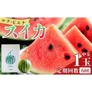 ふるさと納税 スイカ 高知県 香南市 〈定期便〉 6回 すいか 中玉 1玉 定期便 ルナ・ピエナスイカ 西瓜 高知県産 すいか ルナピエナ スイか ギフト 贈り物 大玉…