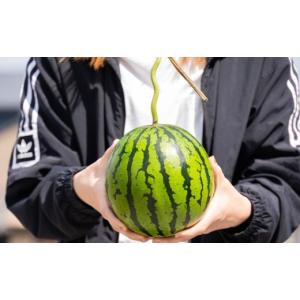 ふるさと納税 スイカ 高知県 香南市 〈定期便...の詳細画像5