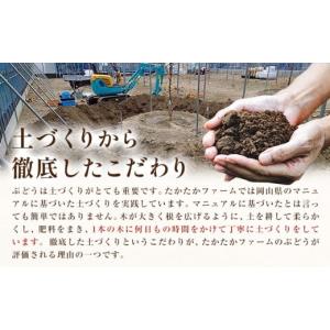 ふるさと納税 ぶどう マスカット 岡山県 笠岡...の詳細画像3
