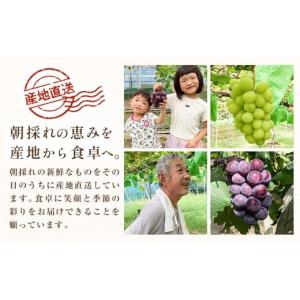 ふるさと納税 ぶどう マスカット 岡山県 笠岡...の詳細画像4