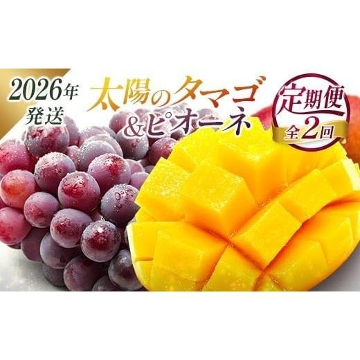 ふるさと納税 果物の詰合せ 宮崎県 -  2026年発送 フルーツ 定期便 太陽のタマゴ ピオーネ ...