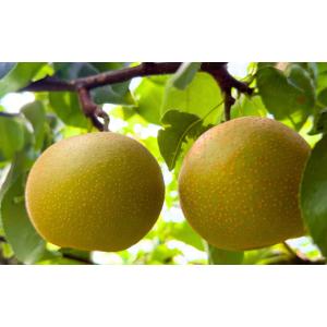 ふるさと納税 梨 新潟県 三条市 先行予約 和...の詳細画像2