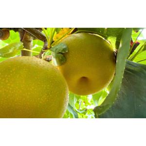 ふるさと納税 梨 新潟県 三条市 先行予約 和...の詳細画像3