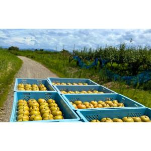 ふるさと納税 梨 新潟県 三条市 先行予約 和...の詳細画像4