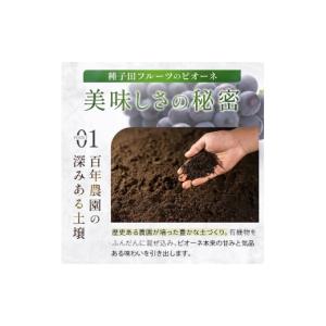 ふるさと納税 ぶどう 宮崎県 小林市 令和8年...の詳細画像2