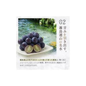 ふるさと納税 ぶどう 宮崎県 小林市 令和8年...の詳細画像3