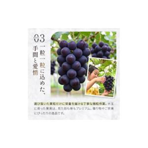 ふるさと納税 ぶどう 宮崎県 小林市 令和8年...の詳細画像4