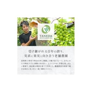ふるさと納税 ぶどう 宮崎県 小林市 令和8年...の詳細画像5
