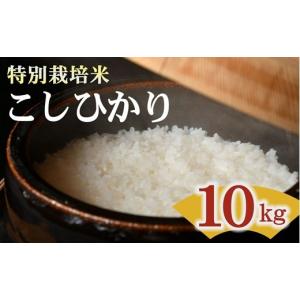 ふるさと納税 米 コシヒカリ 三重県 松阪市 コシヒカリ 特別栽培米 精米 10kg（減農薬 有機肥料 お米 米 おこめ こめ 白米 こしひかり 令和7年産） 002308C