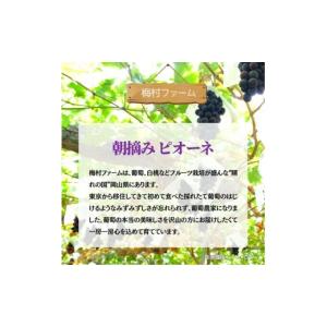 ふるさと納税 果物類 ぶどう 岡山県 鏡野町 ...の詳細画像3