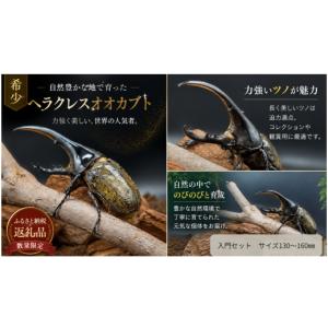 ふるさと納税 生き物 埼玉県 川島町 本格飼育セット 世界最大級ヘラクレスオオカブト 特選モデル130mm~160mm