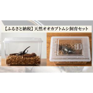 ふるさと納税 生き物 埼玉県 川島町 本格飼育...の詳細画像4