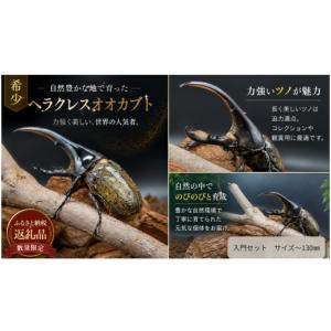 ふるさと納税 生き物 埼玉県 川島町 入門セッ...の詳細画像1